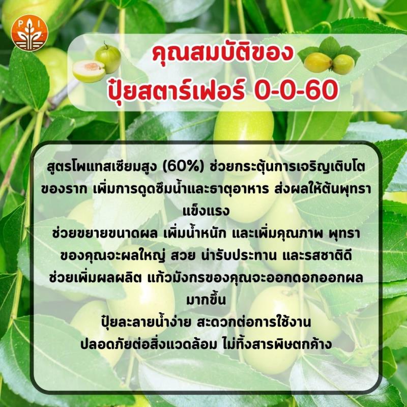 ปุ๋ยสตาร์เฟอร์ 0-0-60 : ตัวช่วยเพิ่มผลผลิตพุทราให้ใหญ่ ดก และมีคุณภาพ