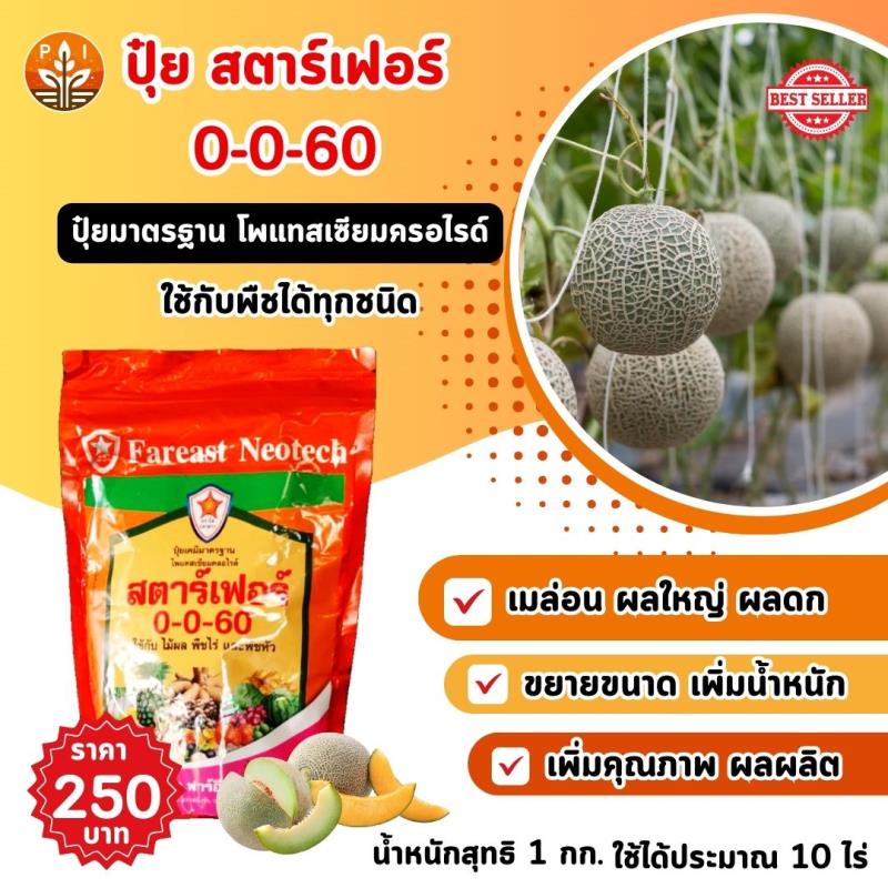 ปุ๋ยสตาร์เฟอร์ 0-0-60 : ตัวช่วยสำคัญสำหรับเมล่อนผลใหญ่ ผลดก