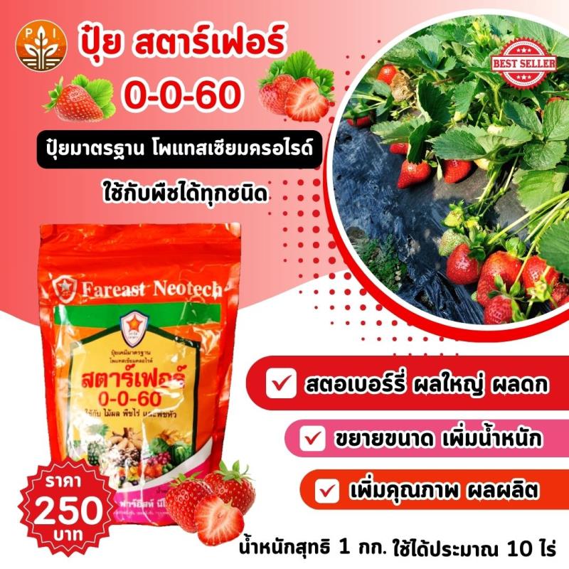 ปุ๋ยสตาร์เฟอร์ 0-0-60 สูตรลับผลใหญ่ ผลดก เพิ่มน้ำหนัก สร้างคุณภาพให้สตรอเบอร์รี่ของคุณ