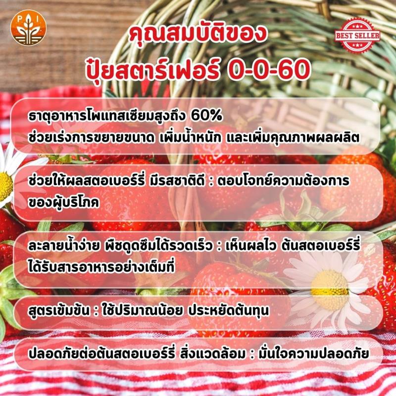 ปุ๋ยสตาร์เฟอร์ 0-0-60 สูตรลับผลใหญ่ ผลดก เพิ่มน้ำหนัก สร้างคุณภาพให้สตรอเบอร์รี่ของคุณ