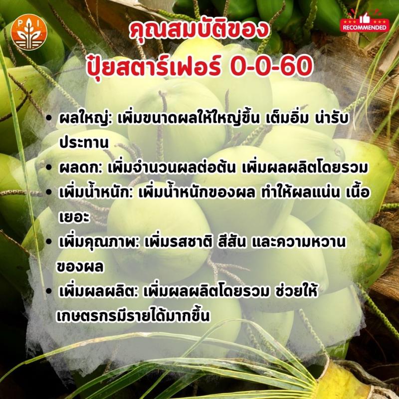 ปุ๋ยสตาร์เฟอร์ 0-0-60 ตัวช่วยสำคัญที่จะช่วยให้ต้นมะพร้าวน้ำหอมของคุณออกผลดก ผลใหญ่ คุณภาพดี