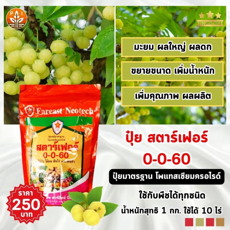 ปุ๋ยสตาร์เฟอร์ 0-0-60 เป็นตัวช่วยสำคัญที่ทำให้เกษตรกรได้ผลมะยมที่มีคุณภาพ ผลใหญ่ น้ำหนักดี เพิ่มผลผลิต เพิ่มรายได้