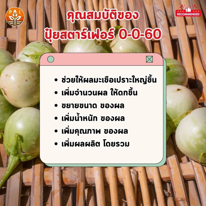 ปุ๋ยสตาร์เฟอร์ 0-0-60 : ตัวช่วยสำคัญสำหรับมะเขือเปราะผลใหญ่ ดก เพิ่มผลผลิต