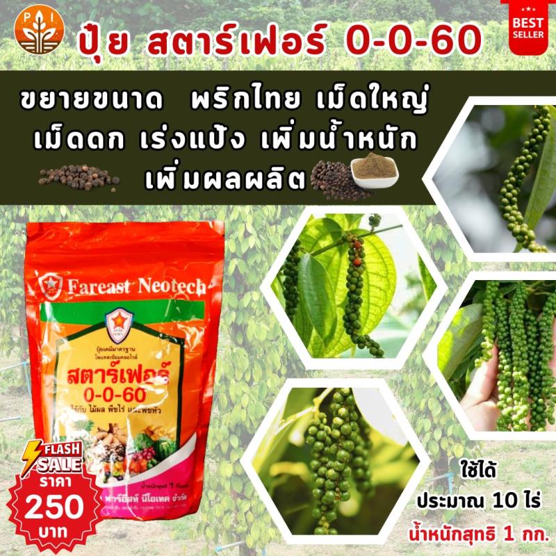 ปุ๋ยสตาร์เฟอร์ 0-0-60 : ตัวช่วยเพิ่มผลผลิตพริกไทยให้ใหญ่ ดก และมีคุณภาพ