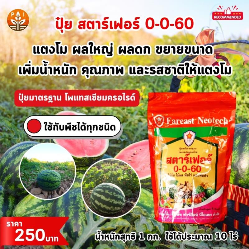 ปุ๋ยสตาร์เฟอร์ 0-0-60 สูตรเร่งผลใหญ่ ผลดก เพิ่มน้ำหนัก คุณภาพ และผลผลิต