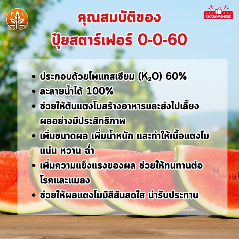 ปุ๋ยสตาร์เฟอร์ 0-0-60 สูตรเร่งผลใหญ่ ผลดก เพิ่มน้ำหนัก คุณภาพ และผลผลิต