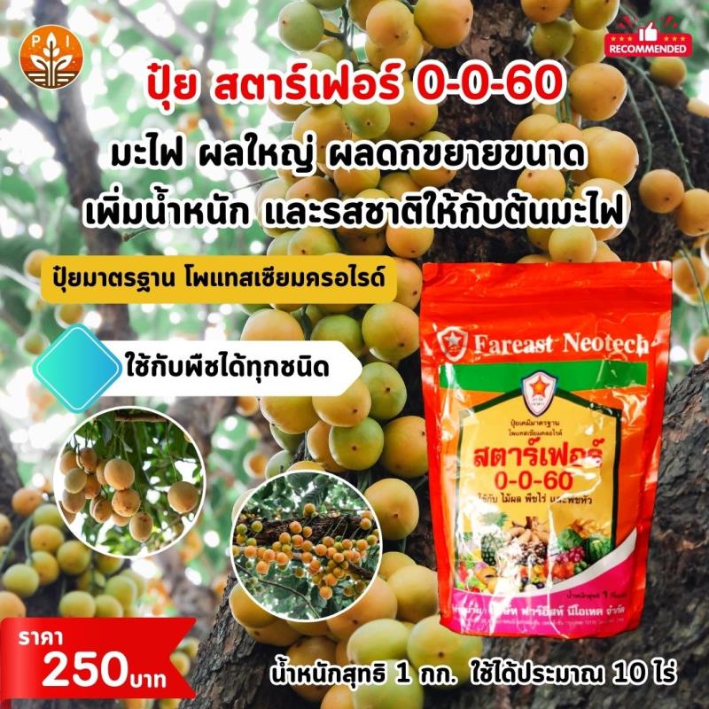 ปุ๋ยสตาร์เฟอร์ 0-0-60 : สูตรลับผลใหญ่ ผลดก เพิ่มน้ำหนัก และคุณภาพสำหรับมะไฟของคุณ