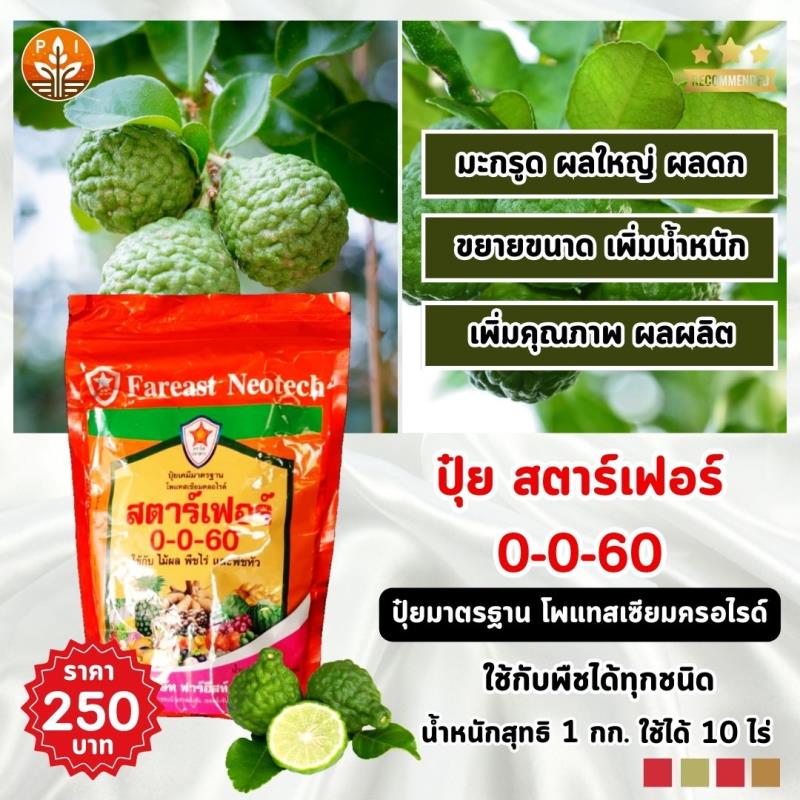 ปุ๋ยสตาร์เฟอร์ 0-0-60 เป็นตัวช่วยสำคัญสำหรับเกษตรกรที่ต้องการมะกรูดผลใหญ่ ผลดก เปลือกหนา เก็บไว้ได้นาน ใช้งานง่าย ปลอดภัย และได้ผลลัพธ์ที่น่าพึงพอใจ