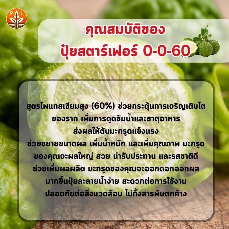 ปุ๋ยสตาร์เฟอร์ 0-0-60 เป็นตัวช่วยสำคัญสำหรับเกษตรกรที่ต้องการมะกรูดผลใหญ่ ผลดก เปลือกหนา เก็บไว้ได้นาน ใช้งานง่าย ปลอดภัย และได้ผลลัพธ์ที่น่าพึงพอใจ