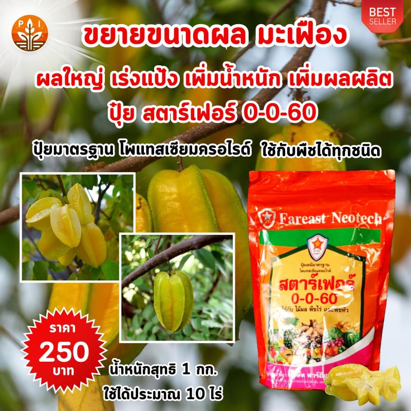 ปุ๋ยสตาร์เฟอร์ 0-0-60 สูตรลับ เพิ่มผลผลิต เพิ่มขนาด เพิ่มคุณภาพ ให้กับมะเฟืองของคุณ