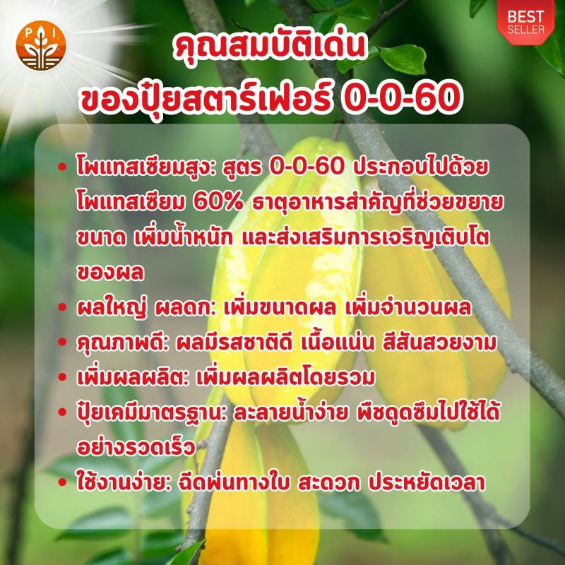 ปุ๋ยสตาร์เฟอร์ 0-0-60 สูตรลับ เพิ่มผลผลิต เพิ่มขนาด เพิ่มคุณภาพ ให้กับมะเฟืองของคุณ