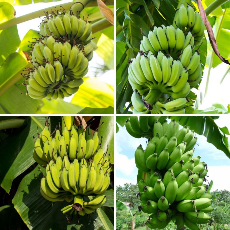 ปุ๋ยสตาร์เฟอร์ 0-0-60 : ตัวช่วยเร่งผลใหญ่ ผลดก เพิ่มน้ำหนัก และคุณภาพผลผลิตสำหรับต้นกล้วย