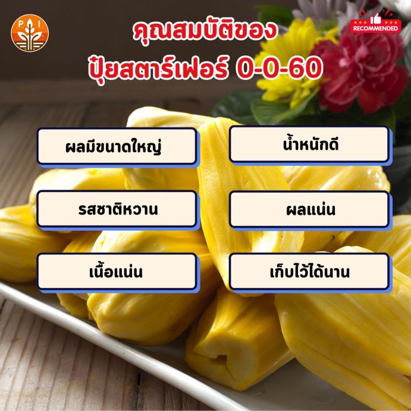 ปุ๋ยสตาร์เฟอร์ 0-0-60 เป็นตัวช่วยที่ดีสำหรับการเพิ่มผลผลิตขนุน ช่วยให้ผลใหญ่ ดก เพิ่มน้ำหนัก และเพิ่มคุณภาพของผล เหมาะสำหรับเกษตรกรที่ต้องการเพิ่มผลผลิตและรายได้