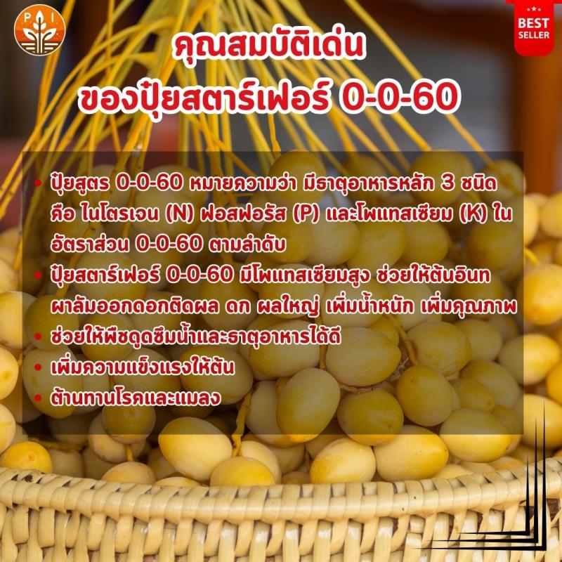 ปุ๋ยสตาร์เฟอร์ 0-0-60 เป็นตัวช่วยสำคัญสำหรับการเพิ่มผลผลิตอินทผาลัม ช่วยให้ผลใหญ่ ดก เพิ่มน้ำหนัก เพิ่มคุณภาพ