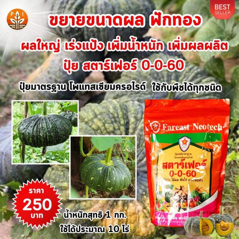  ปุ๋ยสตาร์เฟอร์ 0-0-60 สูตรเร่งผลใหญ่ ผลดก เพิ่มผลผลิตสำหรับต้นฟักทอง