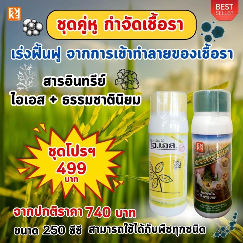 ข้าวใบไหม้ ใบเหลือง ใบจุดสีน้ำตาล โรคเชื้อราต่างๆ ป้องกันกำจัดด้วยไอเอสและเร่งฟื้นฟู จากการเข้าทำลายของเชื้อรา ด้วย FK-T