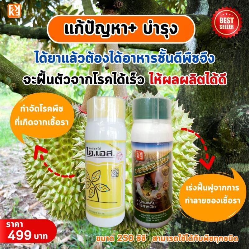 ทุเรียนใบติด ใบไหม้ โรคที่เกิดจากเชื้อราต่างๆ ป้องกันและกำจัดด้วย ไอเอส และเร่งฟื้นฟู ด้วยปุ๋ย FK-T