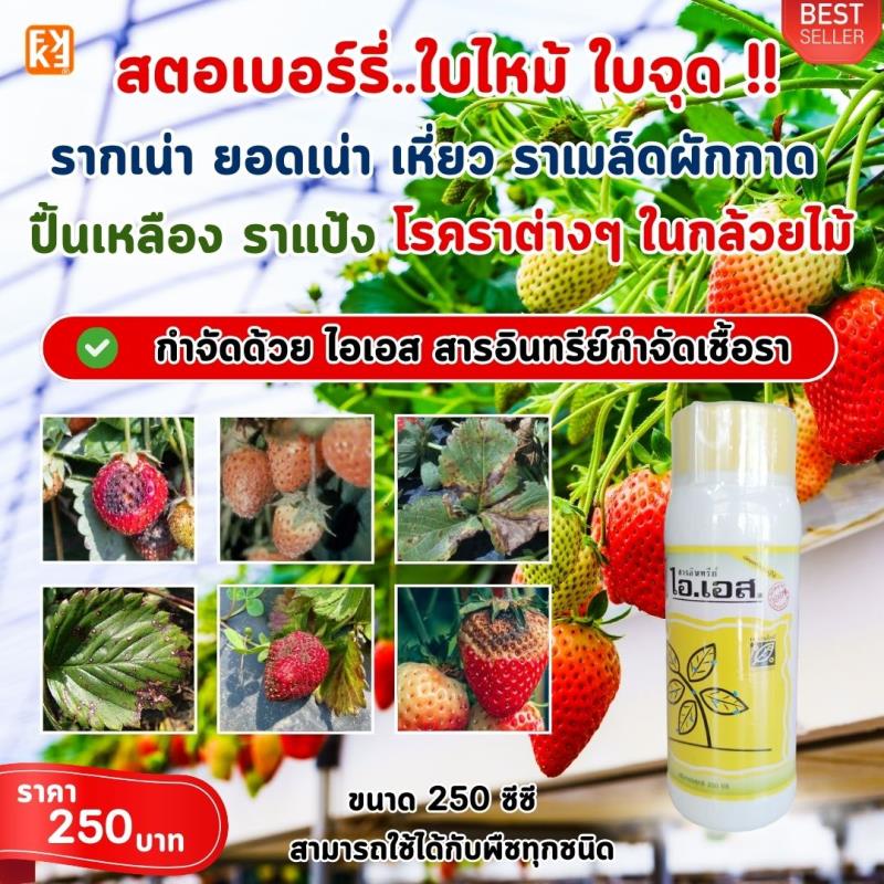 สตอเบอร์รี่ ใบไหม้ ใบจุด ผลเน่า รากเน่าโคนเน่า แอนแทรคโนส ราแป้ง โรคราต่างๆป้องกันกำจัดด้วย ไอเอส และเร่งฟื้นด้วย FK-T