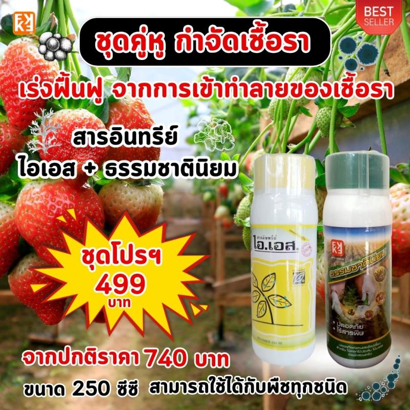 สตอเบอร์รี่ ใบไหม้ ใบจุด ผลเน่า รากเน่าโคนเน่า แอนแทรคโนส ราแป้ง โรคราต่างๆป้องกันกำจัดด้วย ไอเอส และเร่งฟื้นด้วย FK-T