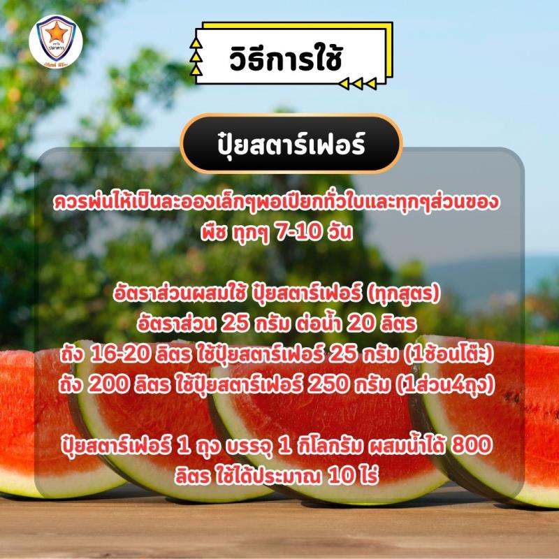 แตงโม โตไว ใบเขียว เร่งราก เร่งดอก ขยายขนาด ผลใหญ่ ผลดก เพิ่มน้ำหนัก เพิ่มคุณภาพ ผลผลิต ด้วย ปุ๋ย สตาร์เฟอร์