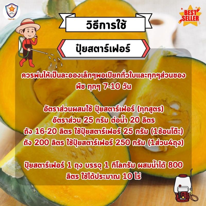 ฟักทอง โตไว ใบเขียว เร่งราก เร่งดอก ขยายขนาด ผลใหญ่ ผลดก เพิ่มน้ำหนัก เพิ่มคุณภาพ ผลผลิต ด้วย ปุ๋ย สตาร์เฟอร์