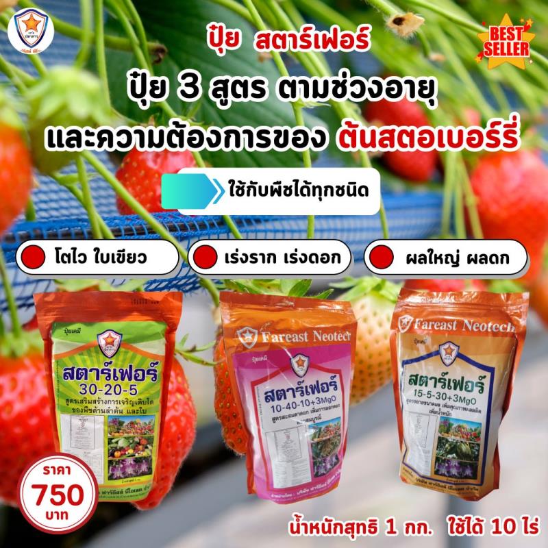 สตอเบอร์รี่ โตไว ใบเขียว เร่งราก เร่งดอก ขยายขนาด ผลใหญ่ ผลดก เพิ่มน้ำหนัก เพิ่มคุณภาพ ผลผลิต ด้วย ปุ๋ย สตาร์เฟอร์