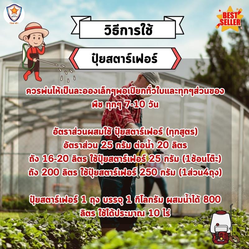 สตอเบอร์รี่ โตไว ใบเขียว เร่งราก เร่งดอก ขยายขนาด ผลใหญ่ ผลดก เพิ่มน้ำหนัก เพิ่มคุณภาพ ผลผลิต ด้วย ปุ๋ย สตาร์เฟอร์