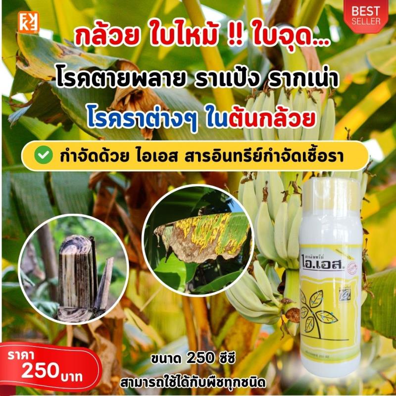 กล้วย ใบไหม้ ใบจุด โรคตายพลาย ราแป้ง รากเน่า โรคราต่างๆ กำจัดด้วย ไอเอส และเร่งฟื้นฟูด้วย ปุ๋ย FK-T