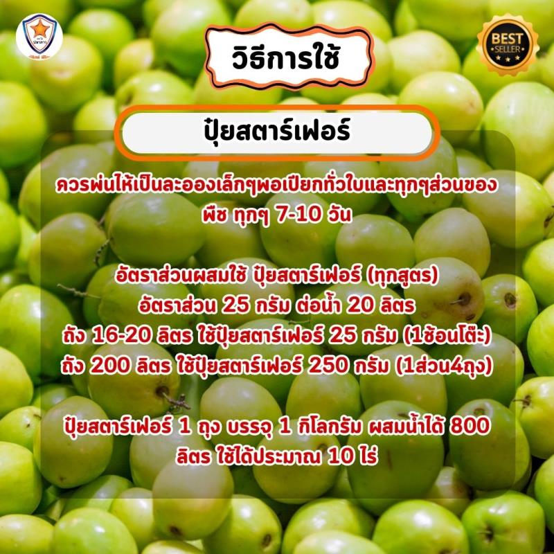 พุทรา โตไว ใบเขียว เร่งราก เร่งดอก ขยายขนาด ผลใหญ่ ดก เพิ่มน้ำหนัก เพิ่มคุณภาพ ผลผลิต ด้วย ปุ๋ย สตาร์เฟอร์