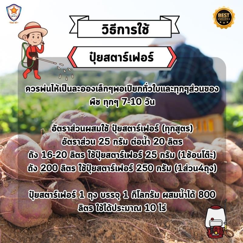 มันเทศ โตไว ใบเขียว เร่งราก เร่งดอก ขยายขนาด หัวใหญ่ ดก เพิ่มน้ำหนัก เพิ่มคุณภาพ ผลผลิต ด้วย ปุ๋ย สตาร์เฟอร์