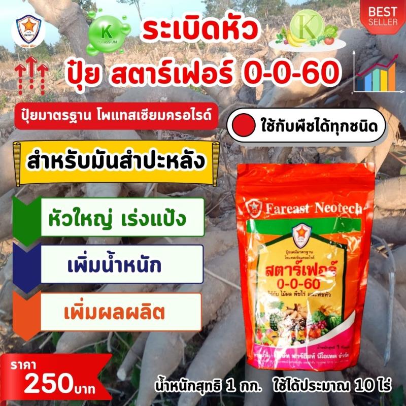ระเบิดหัว มันสำปะหลัง หัวใหญ่ หัวดก เร่งแป้ง ขยายขนาด เพิ่มน้ำหนัก เพิ่มคุณภาพ ผลผลิต ด้วย ปุ๋ยสตาร์เฟอร์ 0-0-60