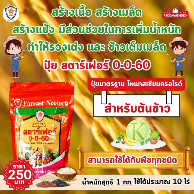 ข้าวเมล็ดใหญ่ รวงใหญ่ สร้างแป้ง เพิ่มน้ำหนัก รวงเต่ง และ ข้าวเต็มเมล็ด เพิ่มน้ำนมข้าว ด้วย ปุ๋ยโพแทสเซี่ยมคลอไรด์ สตาร์เฟอร์ 0-0-60