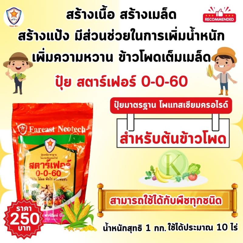 ข้าวโพด ฝักใหญ่ ดก เต็มน้ำหนัก ขยายขนาด เพิ่มน้ำหนัก เพิ่มคุณภาพ ผลผลิต ด้วย ปุ๋ยโพแทสเซี่ยมคลอไรด์ สตาร์เฟอร์ 0-0-60