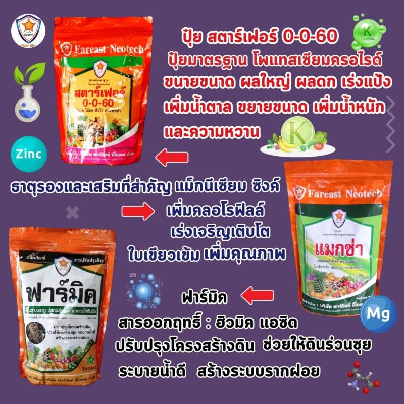 มังคุด ผลใหญ่ ผลดก ขยายขนาด เพิ่มน้ำหนัก เพิ่มคุณภาพ ผลผลิต ด้วย ปุ๋ยโพแทสเซี่ยมคลอไรด์ สตาร์เฟอร์ 0-0-60