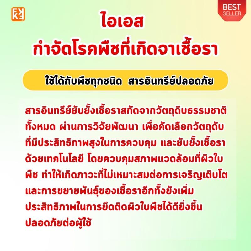 ผักชีลาว ใบไหม้ ใบจุด ราแป้ง เน่าคอดิน รากเน่า โรคราต่างๆ ในต้นกระเพรา ป้องกันกำจัดด้วย ไอเอส และเร่งฟื้นฟู ด้วย FK-T