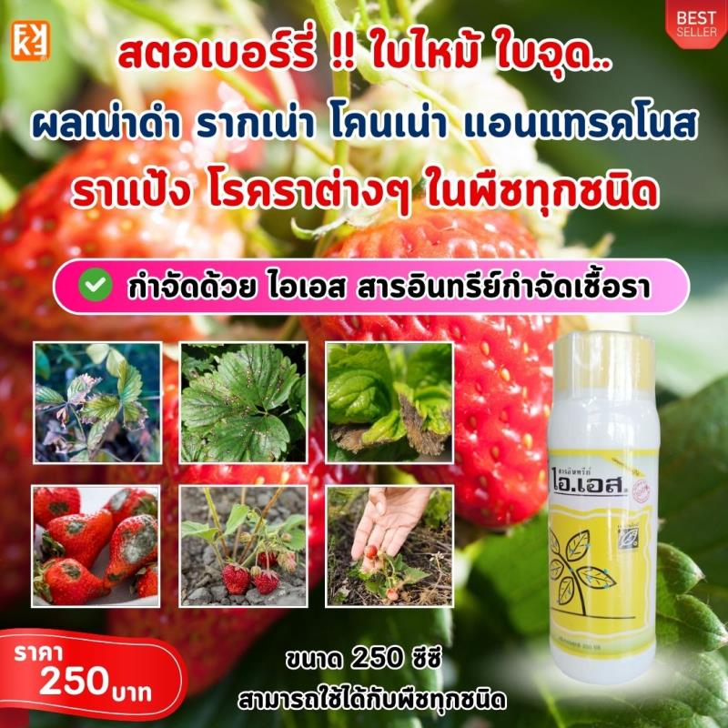 สตอเบอร์รี่ ใบไหม้ ใบจุด รากเน่า ผลเน่า แอนแทรคโนโรคราต่างๆ ในต้นกระเพรา ป้องกันกำจัดด้วย ไอเอส และเร่งฟื้นฟู ด้วย FK-T