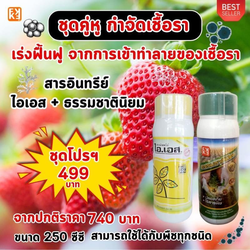 สตอเบอร์รี่ ใบไหม้ ใบจุด รากเน่า ผลเน่า แอนแทรคโนโรคราต่างๆ ในต้นกระเพรา ป้องกันกำจัดด้วย ไอเอส และเร่งฟื้นฟู ด้วย FK-T