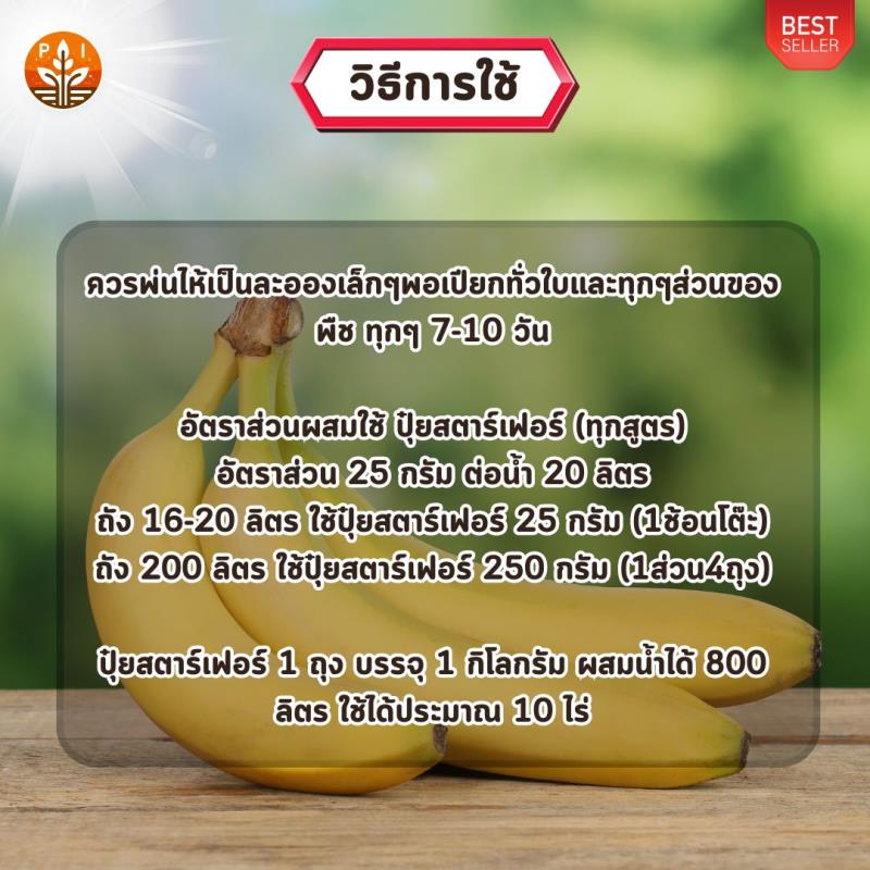 กล้วย ผลใหญ่ หวีใหญ่ ด้วย ปุ๋ย สตาร์เฟอร์ 0-0-60 โพแทสเซี่ยม สูตรเร่งผล เพิ่มผลผลิต ขยายขนาด เพิ่มน้ำหนัก และคุณภาพ