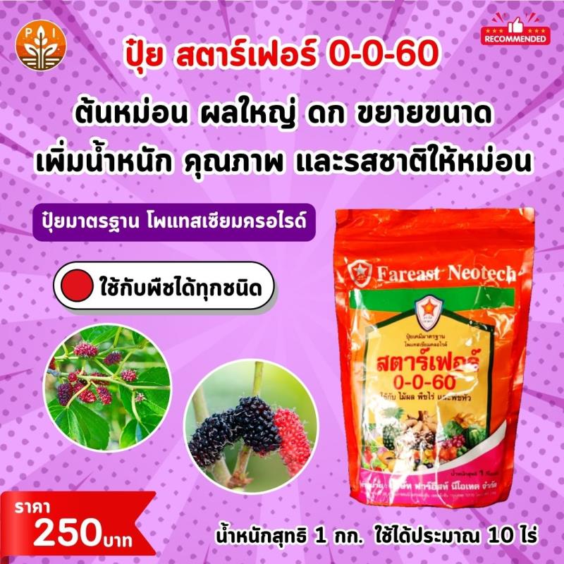 ต้นหม่อน ผลใหญ่ ด้วย ปุ๋ย สตาร์เฟอร์ 0-0-60 โพแทสเซี่ยม สูตรเร่งผล เพิ่มผลผลิต ขยายขนาด เพิ่มน้ำหนัก และคุณภาพ