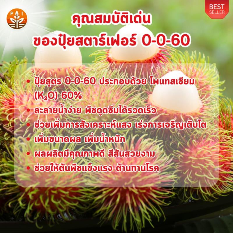 เงาะ ผลใหญ่ ด้วย ปุ๋ย สตาร์เฟอร์ 0-0-60 โพแทสเซี่ยม สูตรเร่งผล เพิ่มผลผลิต ขยายขนาด เพิ่มน้ำหนัก และคุณภาพ