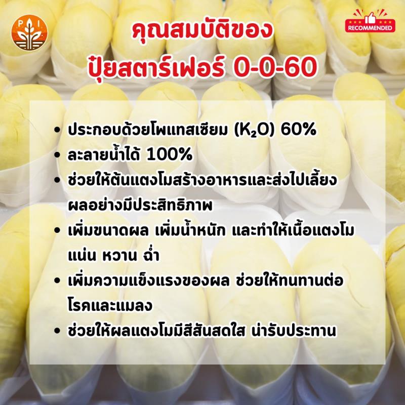 ทุเรียน ผลใหญ่ ด้วย ปุ๋ย สตาร์เฟอร์ 0-0-60 โพแทสเซี่ยม สูตรเร่งผล เพิ่มผลผลิต ขยายขนาด เพิ่มน้ำหนัก และคุณภาพ