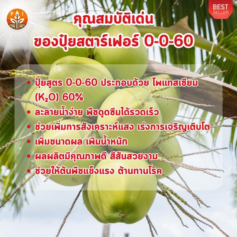 มะพร้าว ผลใหญ่ ผลดก ด้วย ปุ๋ย สตาร์เฟอร์ 0-0-60 โพแทสเซี่ยม สูตรเร่งผล เพิ่มผลผลิต ขยายขนาด เพิ่มน้ำหนัก และคุณภาพ