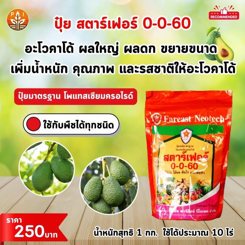 อะโวคาโด้ ผลใหญ่ ผลดก ด้วย ปุ๋ย สตาร์เฟอร์ 0-0-60 โพแทสเซี่ยม สูตรเร่งผล เพิ่มผลผลิต ขยายขนาด เพิ่มน้ำหนัก และคุณภาพ