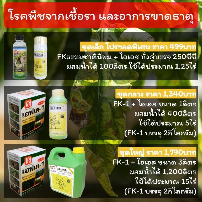 โรคเชื้อราในต้นมะพร้าว เร่งป้องกันกำจัดก่อนจะเป็นแบบนี้